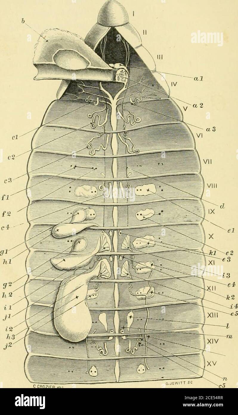 . Forms of animal life; being outlines of zoological classification based upon anatomical investigation and illustrated by descriptions of specimens and of figures . pp. 62-64. For the stomatogastric system, see Brandt, Ann. Sci. Nat., Ser. ii.,torn, v., 1836, pi. iv., figs. I, 2, pp. 87-91. For the olfactory (auditory?) organ, as carried by the internal orsuperior pair of antennae, see Gerstaecker, Bd. v., p. 357, andLa Valette, Leydig, and Fritz MiiUer, cit. in loc. See alsoSpence Bate, Sessile-Eyed Crustacea, vol. i., p. ix. For the formation of the coecal sac opening into the commencemento Stock Photo