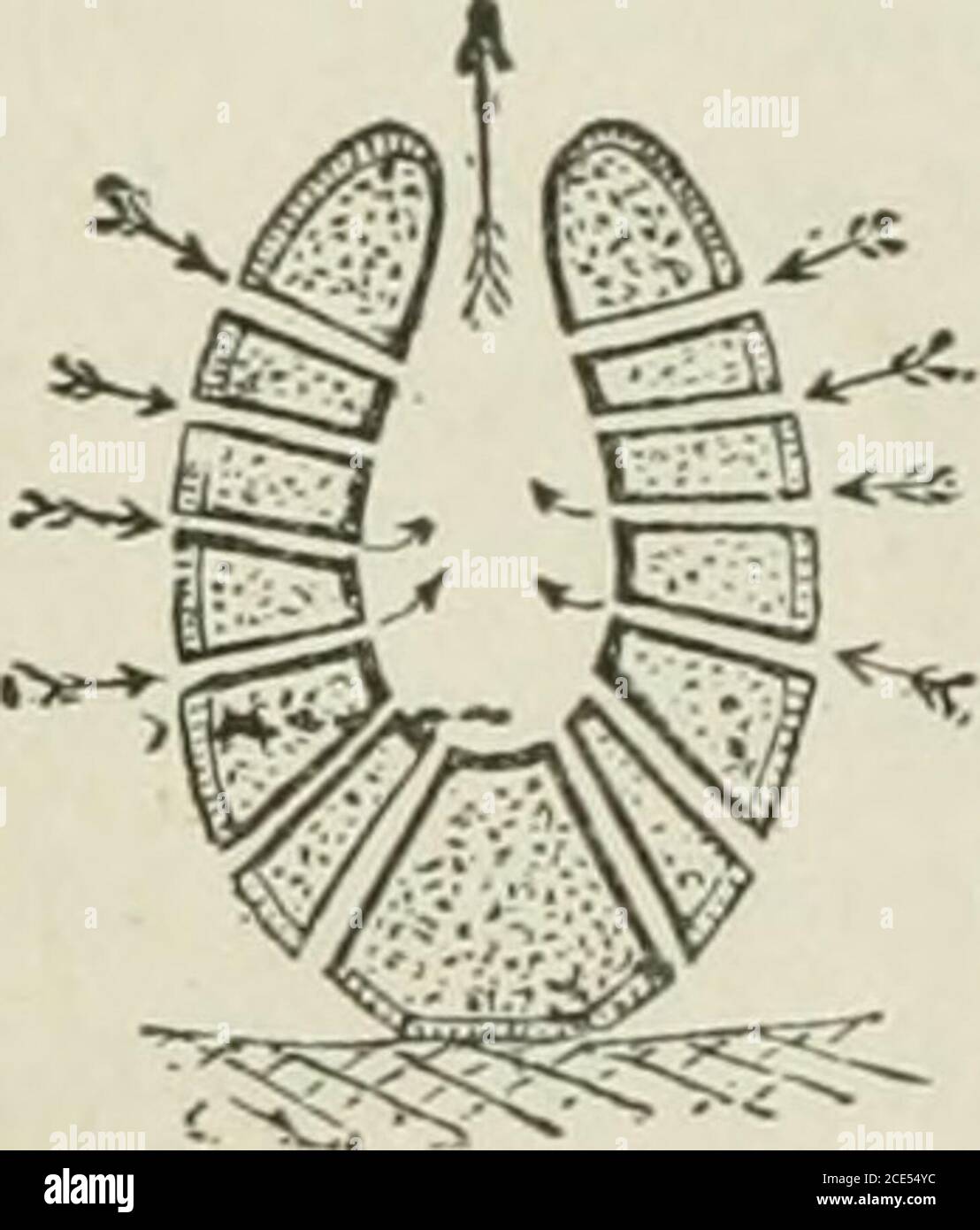 . Beginners' Zoology . Fig. 24.—Grantia.. SPONGES 19 Using a probe (a