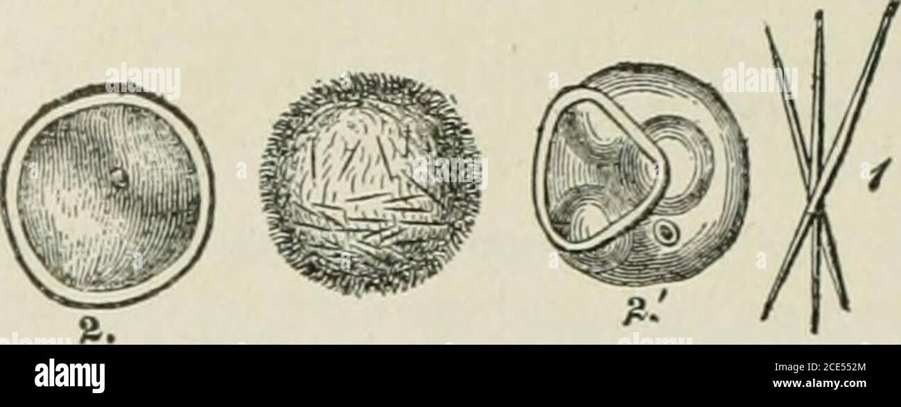 . Beginners' Zoology . i8 BEGINNERS ZOOLOGY. Fig. 23. ?Eggs and spicules of freshwatersponge