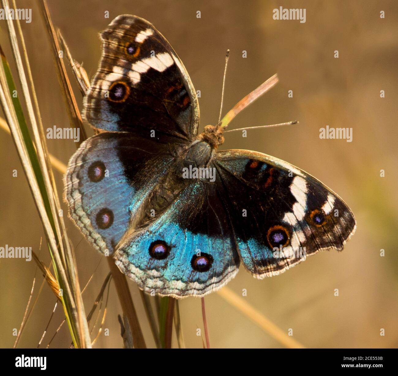 Australian butterflies hires stock photography and images Alamy
