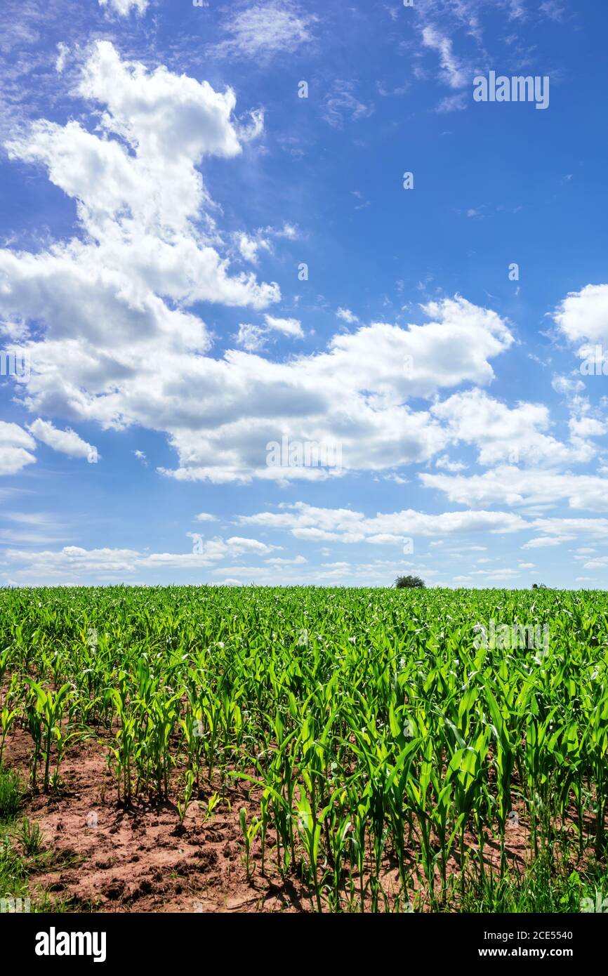 Blue sky field vertical hi-res stock photography and images - Alamy