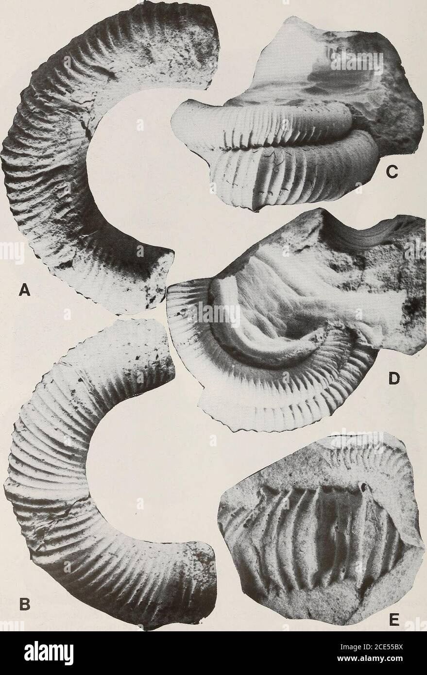 . Annals of the South African Museum = Annale van die Suid-Afrikaanse Museum . B Figure 7 A. Eubostrychoceras (Amapondella) amapondense (Van Hoepen, 1921). SAM-PCZ7328 from locality105, KwaZulu, St Lucia Formation, Campanian I. B-C. Eubostrychoceras (E.) auriculatum (Collignon,1965). SAM-PCF17370 (ex Collignon collection) from Gisement 335, Beantaly (Belo sur Tsiribihina), Madagascar, lower Coniacian. Both x 1. 240 ANNALS OF THE SOUTH AFRICAN MUSEUM. Figure 8 CRETA CEOUS FA UNAS FROM ZUL ULAND AND NA TAL, SOUTH AFRICA 241 Discussion This species is quite variable in overall size, tightness of Stock Photo