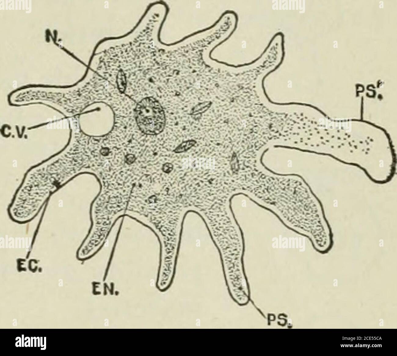 Structure of amoeba hires stock photography and images Alamy