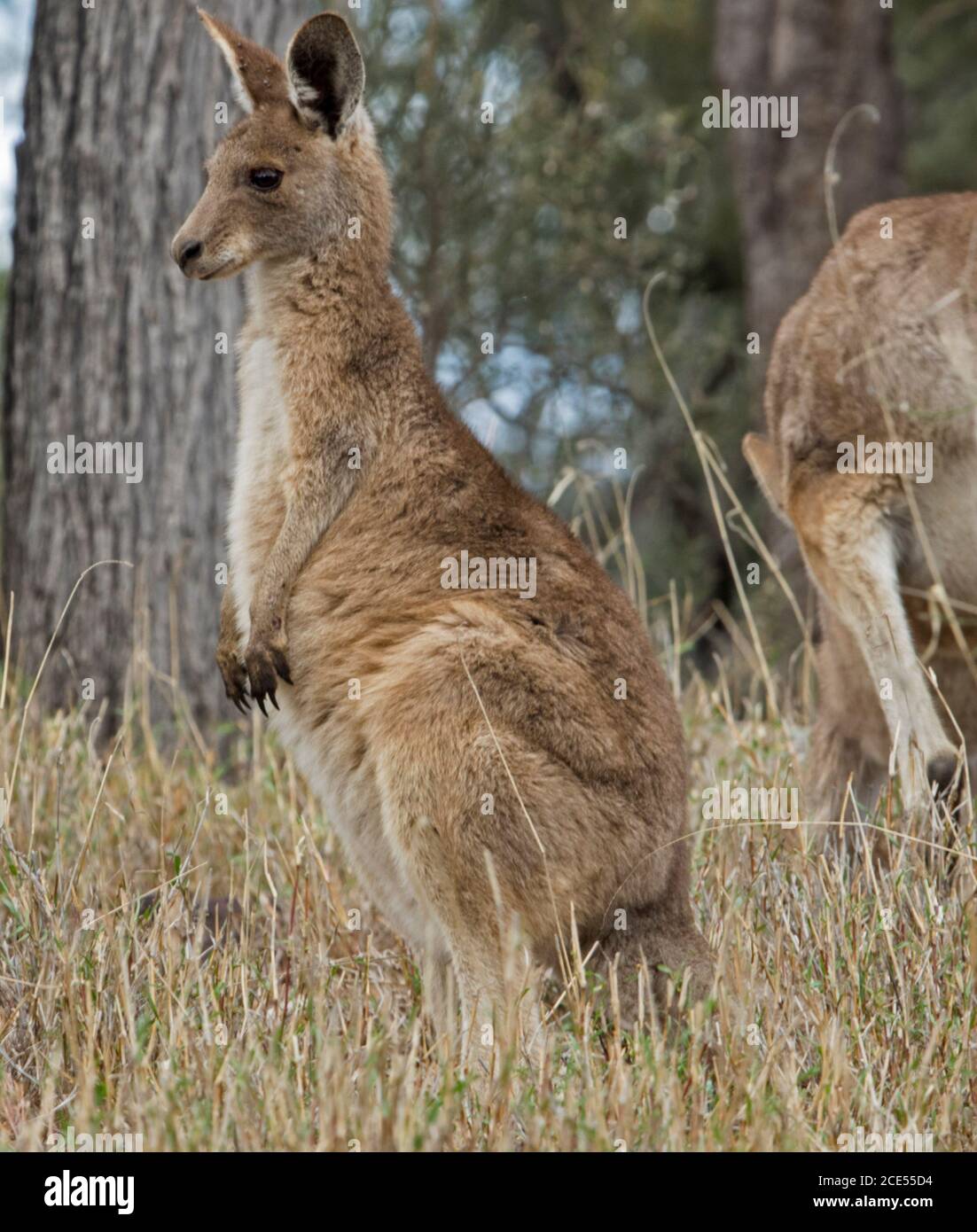 Beautiful Australian Eastern Grey kangaroo, large joey, in the wild, in pensive mood, with background of tall grasses & trees Stock Photo