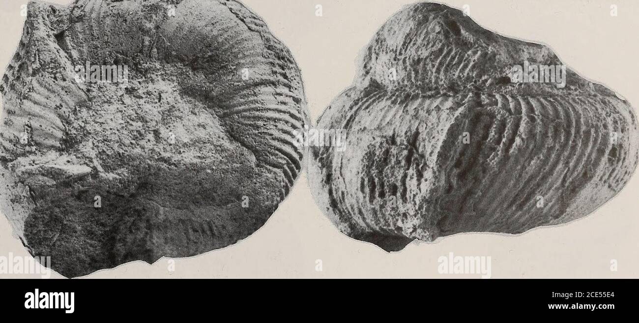 . Annals of the South African Museum = Annale van die Suid-Afrikaanse Museum . ^:-^£:,, M&gt;. B Figure 7 A. Eubostrychoceras (Amapondella) amapondense (Van Hoepen, 1921). SAM-PCZ7328 from locality105, KwaZulu, St Lucia Formation, Campanian I. B-C. Eubostrychoceras (E.) auriculatum (Collignon,1965). SAM-PCF17370 (ex Collignon collection) from Gisement 335, Beantaly (Belo sur Tsiribihina), Madagascar, lower Coniacian. Both x 1. 240 ANNALS OF THE SOUTH AFRICAN MUSEUM Stock Photo