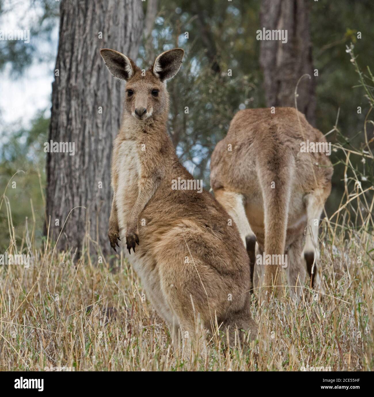 Beautiful Australian Eastern Grey kangaroo, large joey, alert and  staring at the camera, in the wild, with mother in background among grasses & trees Stock Photo