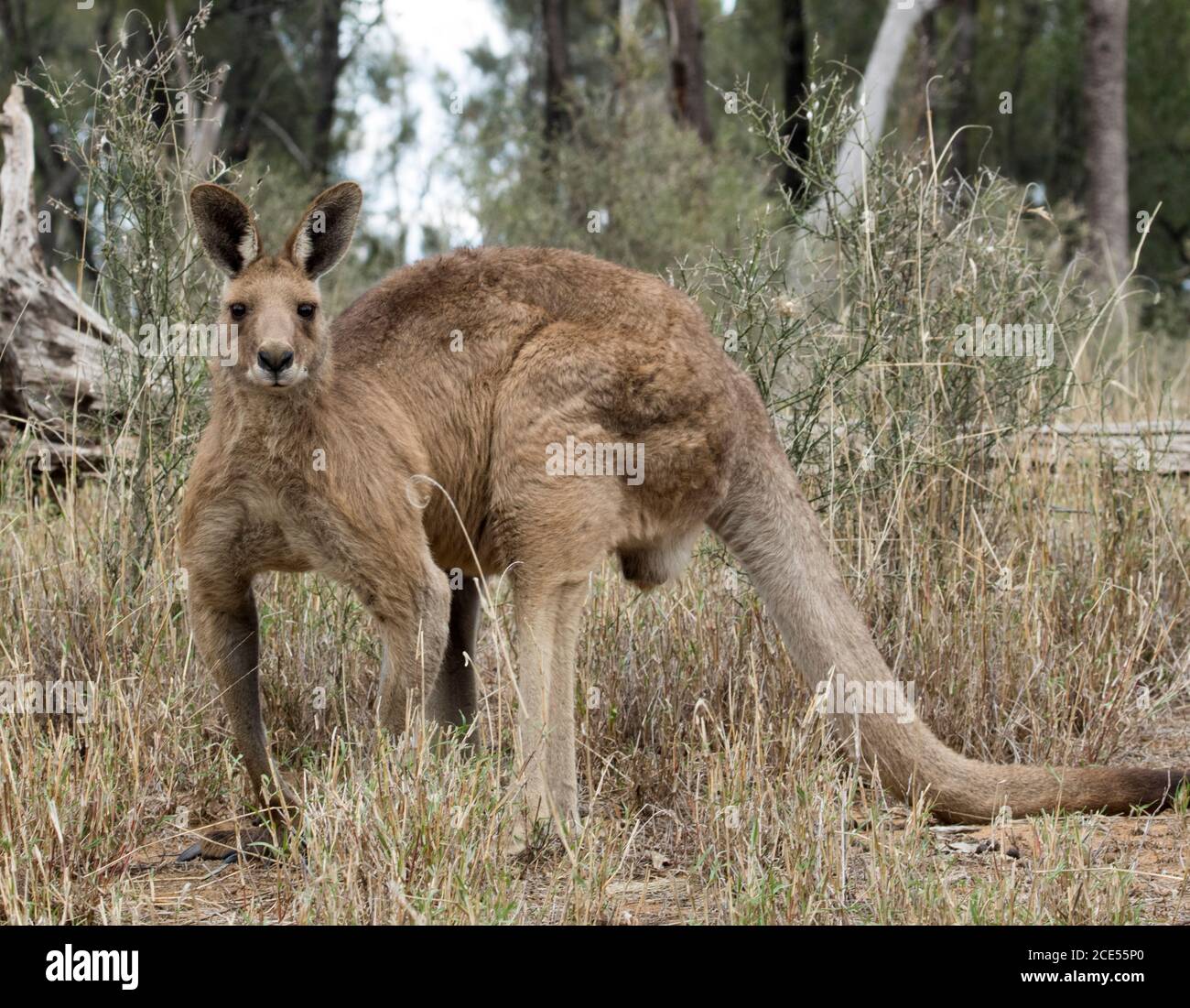 Large male Australian Eastern grey kangaroo, in the wild, with background of tall grasses & trees, staring at camera with alert expression Stock Photo