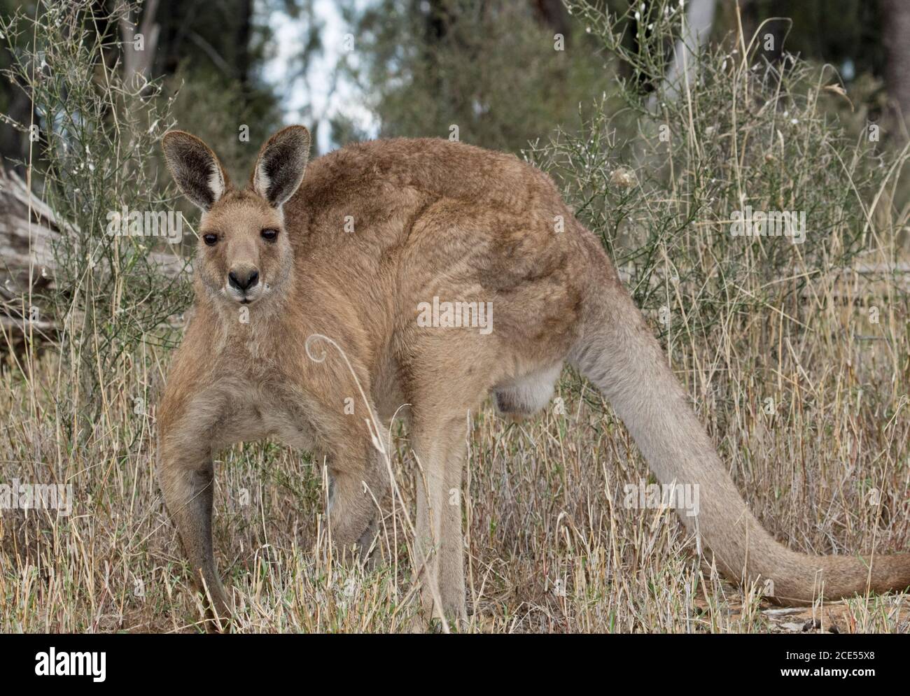 Large male Australian Eastern grey kangaroo, in the wild, with background of tall grasses & trees, staring at camera with alert expression Stock Photo