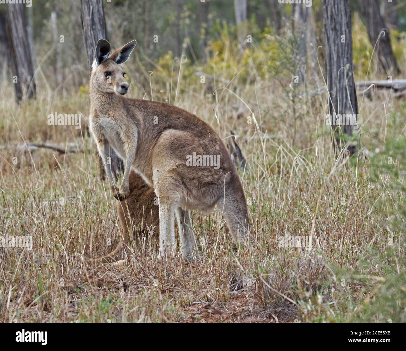 Beautiful female Australian Eastern Grey kangaroo  in the wild in native woodlands, with background of tall grasses & trees Stock Photo