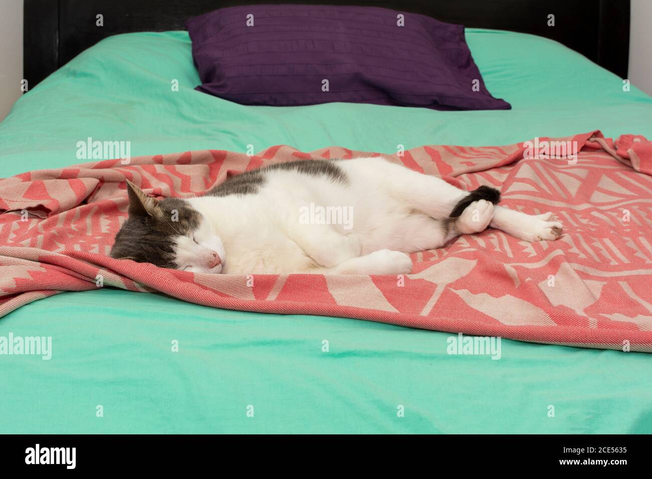 Cat sleeping in colored bed Stock Photo Alamy