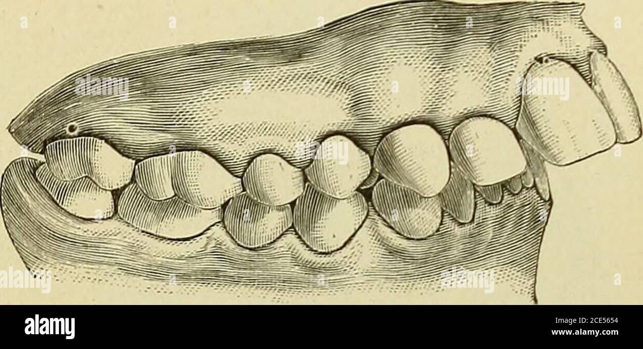 Orthodontia store