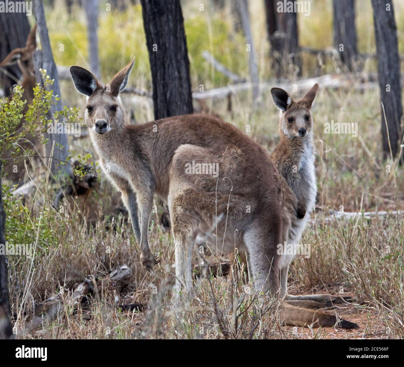 Female Australian Eastern Grey kangaroo  with large young joey, alert and  staring at camera, in the wild, with background of tall grasses & trees, Stock Photo