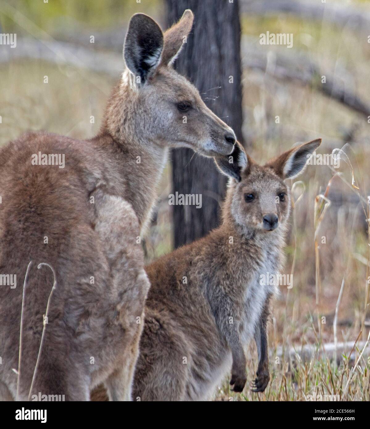 Female Australian Eastern Grey kangaroo  with large young joey , in the wild, with background of tall grasses & trees, Stock Photo