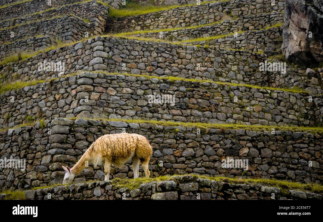 Llama on the ruins of Machu Picchu, Peru Stock Photo