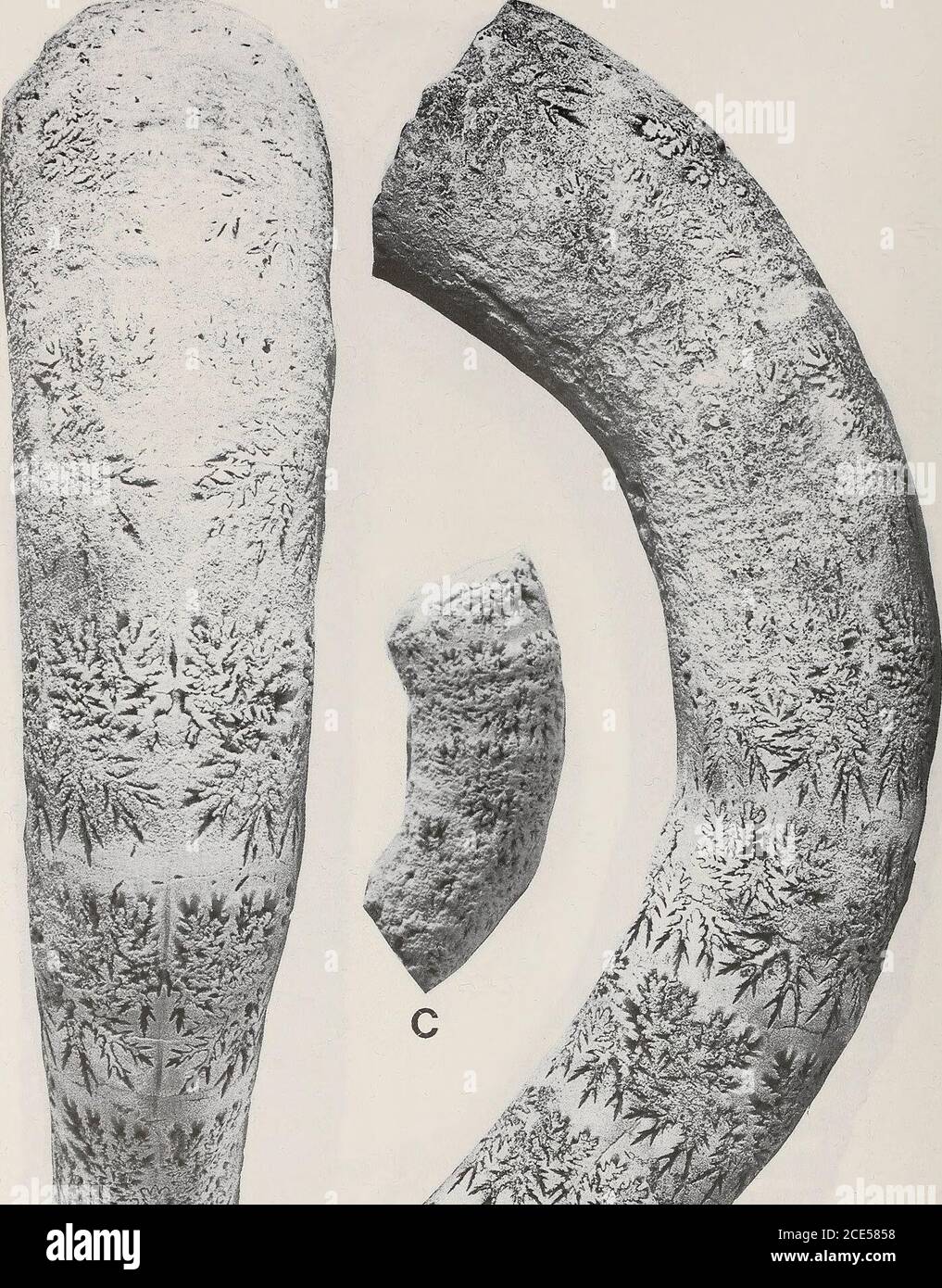 Annals Of The South African Museum Annale Van Die Suid Afrikaanse Museum Figure 11 Neoglyptoxoceras Perangustum Collignon 1969 The Holotype Gd178 From Gisement 162 Lower Campanian Zone Of Anapachydiscus Wittekindi