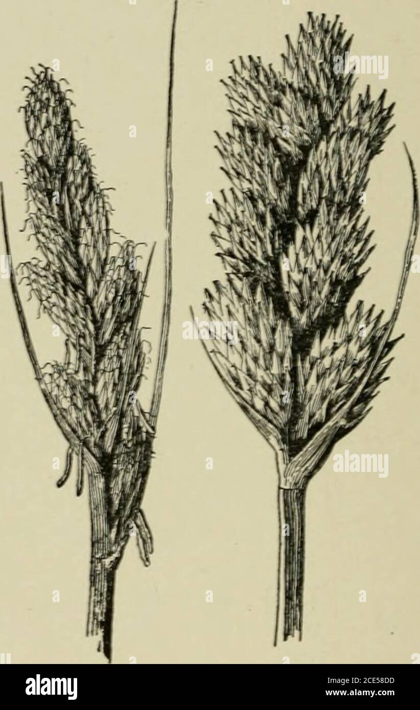 . The principles of agriculture; a text-book for schools and rural societies . Fig. 74. A carei, or sedge. Fig. 75. A common sedge, or earex, inflower and when ripe. Striata. It was introduced accidentally into South Carolinaabout 1849. 304re. There are many kinds of grass-like plants. Thegreater part of these, at least in the North, belong to theclosely related Sedge family. Sedges are easily distinguishedby 3-ranked leaves and usually by 3-angled stems, with apith ; and the flowers are very unlike grasses. The sedges PASTURES, MEADOWS, AND FORAGE 195 aie generally worthless as forage plants, Stock Photo
