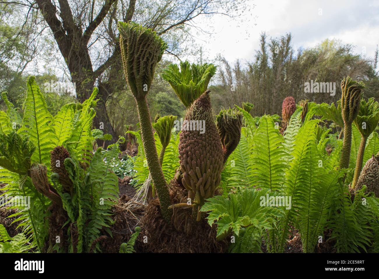 Giant Rhubarb (Gunnera Manicata) Stock Photo