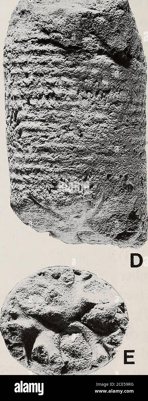 Annals Of The South African Museum Annale Van Die Suid Afrikaanse Museum Figure 2 Diplomoceras Cylindraceum Defrance 1816 A Sam Pcz7940 From Locality Kwazulu St Lucia Formation Maastrichtian A Or Annals Of The South African Museum Annale Van Die Suid Afrikaanse Museum Figure 2 Diplomoceras Cylindraceum Defrance 1816 A Sam Pcz7940 From Locality Kwazulu St Lucia Formation Maastrichtian A Or
