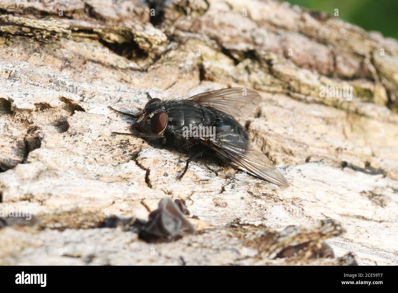 A female Calliphora vomitoria, a species of blow fly commonly referred to as a Bluebottle, at Hunterston in Ayrshire. Stock Photo
