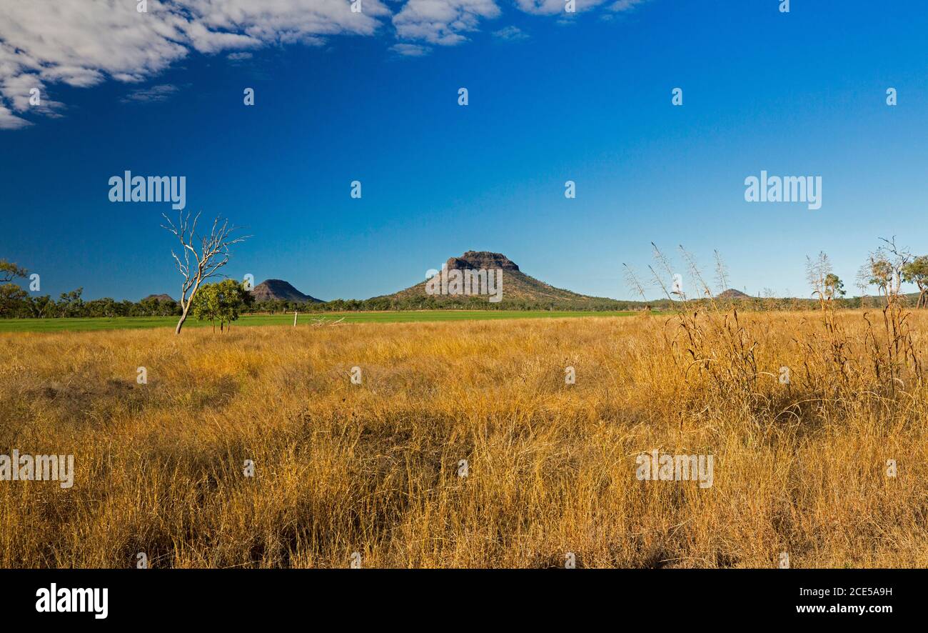 Hills of Peak Range National Park rising into blue sky with foreground cloaked in golden grasses in outback Queensland Australia Stock Photo