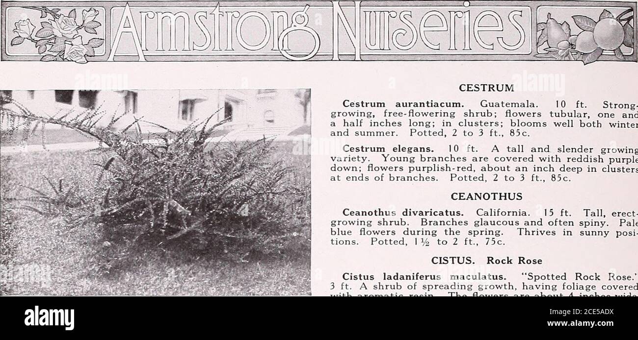 . Armstrong Nurseries . slender branches.Leaves small, rich, glossy green; in winter season leavesturn bright red. adding greatly to its attractiveness;golden yellow flowers of spring are followed by purpleberries; bush prickly like holly. Potted, 1 % to 2 ft., $1.00;I to 1 V2 ft., 75c; 10 to 12 inches, 60c each, $5.00 per 10. Berberis ilicifolia. Holly Leaved Barberry. SouthAmerica. 5 ft. A rather strong growing shrub withdark green holly-like leaves. Bears orange-yellow flowersin summer, followed by brilliant scarlet berries; leavesare tinted during the winter. Potted, I % to 2 ft., $1.00;1 Stock Photo