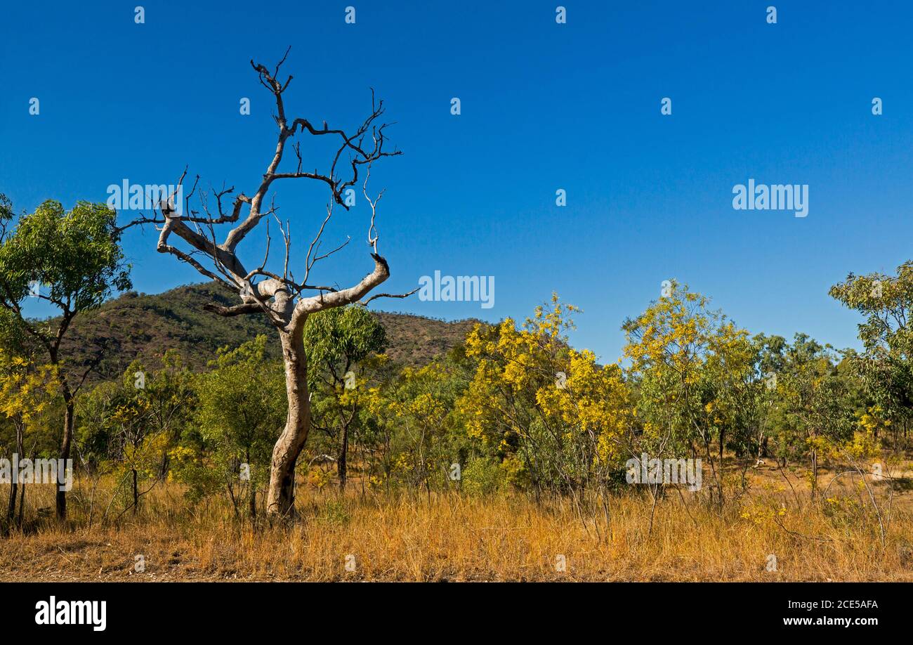Colourful rural landscape with eucalypt woodlands, flowering wattle / Acacia trees and golden grasses under blue sky in Queensland Australia Stock Photo