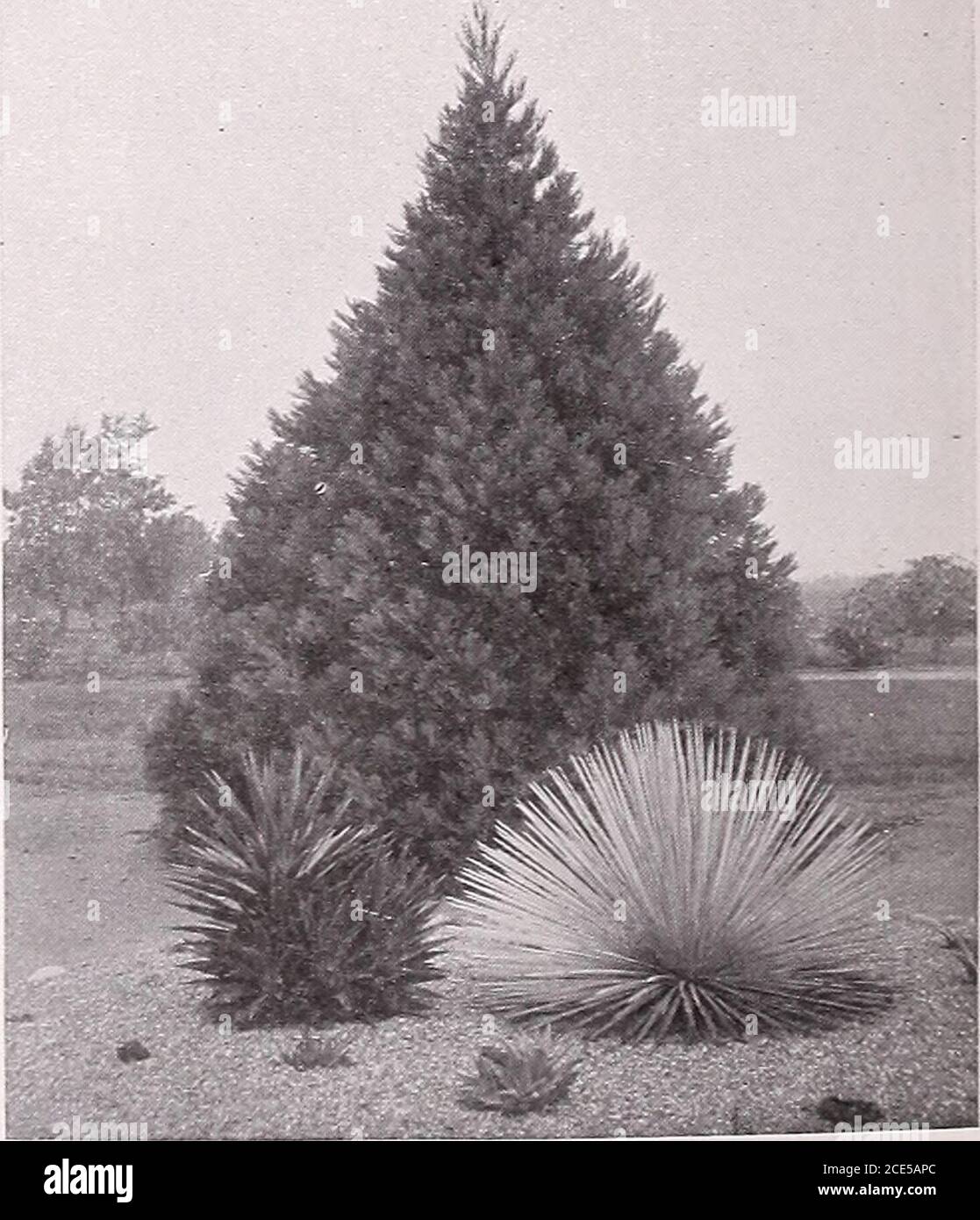 . Armstrong Nurseries . -turesque trees known. They form handsome specimens,and are unexcelled for avenue planting, park and gardeneffects. Balled or potted, 2 to 5 ft., at 75c per foot. Sequoia gigantea. California Big Tree. The largestand oldest of all trees. These handsome trees are of per-fect symmetrical form, with thickly furnished branchesand foliage of bluish-green. Well may they be selectedfor the avenue, park or large lawn. Balled or potted, I tu2 ft., at $1.25 per foot. TAXUS. YewTaxus hibernica. Irish Yew. A remarkably compactshrub of upright habit; the glossy dark green leaves are Stock Photo