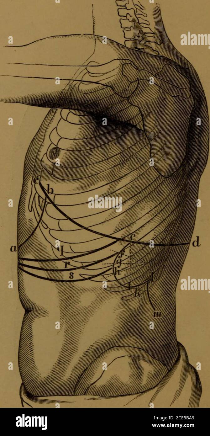 . A manual of auscultation and percussion : embracing the physical diagnosis of diseases of the lungs and heart, and of thoracic aneurism . The horizontal line indicates the regional division of the lateralaspect of the chest. ab, lower boundary of right lung; cd, lower boundary of hepaticflatness ; ef, upper boundary of hepatic dulness ; g, border of kidney. 3 38 INTRODUCTION. below by the sixth rib, and the infra-mammary regionis the portion of the chest below the sixth rib. Posteriorly the divisions are into the scapular, theinfra-scapular, and inter-scapular regions. The scapular Fig. 4.. Stock Photo
