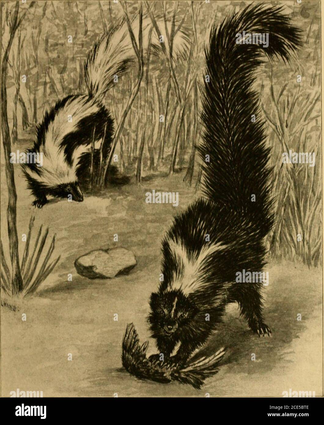 . The land and sea mammals of Middle America and the West Indies . Fig. 95. Mephitis ^Leucomitra^ macrura. No. SuS.; lioKl CohiuilMaiilMus. Coll. Nat. si/e. 180. macrura {Mephitis), Licht.. Darst. Saugoth.. i8^u. pl- &gt;^lvi.LoNC.-TAiLHO Skvxk. ZorUlo in Mexico, applied to all skunks. Type locality. ? Mexico. Gcnl. Clhu. Tail neaiiv as long as body. Color. Hlaek; a broad nuchal patch extending as a broad stnpeto end of tail white; longitudinal white stripe on each side. Moositronciits. Total length. 0S5; tail vertebra ;,,;j. Skull: MhPHITIS. occipito-nasal Icnj^tli, 57; ilcnsfl, ^y, zyjj[oni Stock Photo