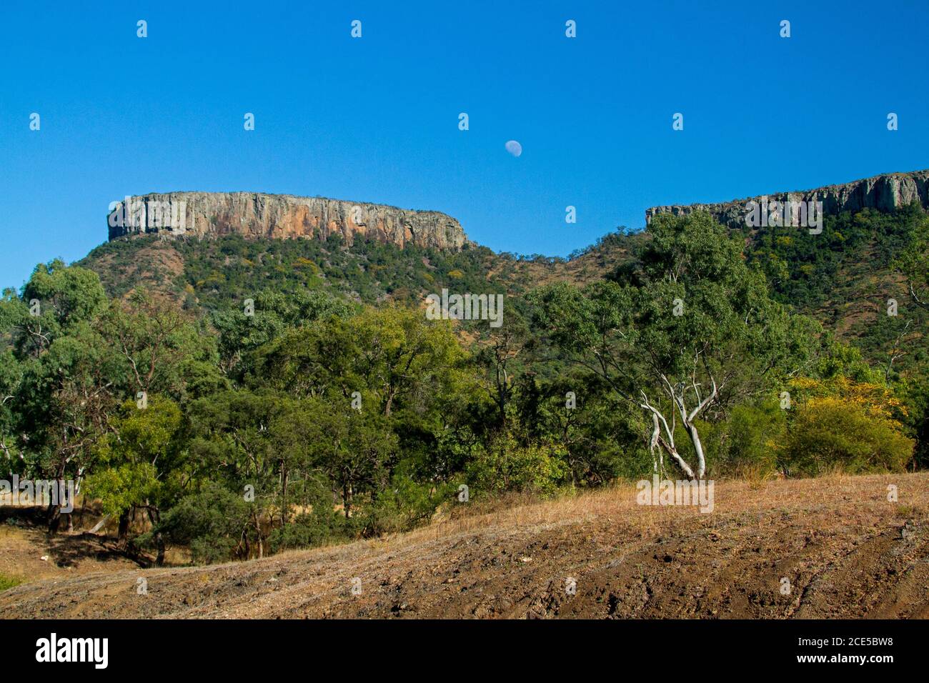 Lords Table Mountain in Peak Range National Park rising into blue sky with foreground cloaked in gum trees in outback Queensland Australia Stock Photo