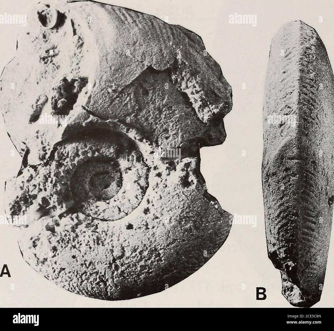 . Annals of the South African Museum = Annale van die Suid-Afrikaanse Museum . 1894: 28, pi. 1 (fig. 6); Matsumoto et al.(in Matsumoto), 1988: 68, figs 21-24,25F, 26-27) differs fromM indopacifica in havingfiner, more numerous ribs, as does M. manasoaensis (Collignon) (1961: 34, pi. 5 (fig. 2)).According to Matsumoto (1988), Howarths (1968: 5, pi. 2 (figs 1-2)) specimen ofM. yubarensis from Ponta Grossa is a juvenile Pachydesmoceras. Mesopuzosia takahashii Matsumoto (1988: 52, figs 12-18, 25E) is a densely ribbedspecies which is unlikely to be confused with the present form. Stratigraphical oc Stock Photo