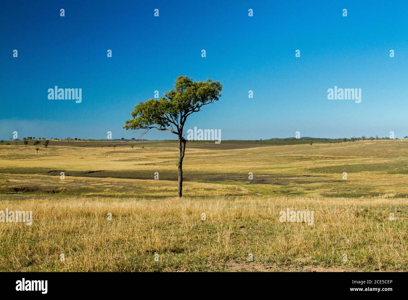 Stark Australian landscape with solitary tree on low hills cleared of all other trees and cloaked with golden grass stretching to horizon and blue sky Stock Photo