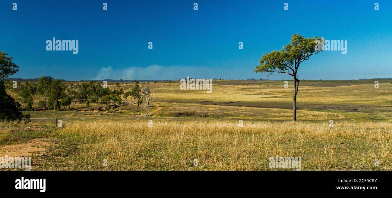 Panoramic landscape with low hills cloaked with golden grasslands almost cleared of trees and stretching to the horizon and blue sky in Australia Stock Photo