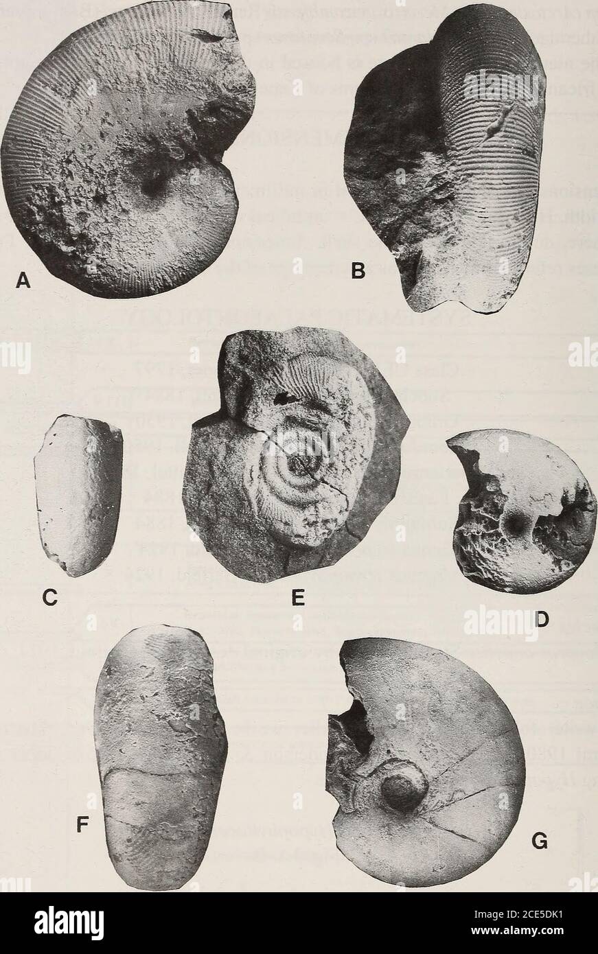 . Annals of the South African Museum = Annale van die Suid-Afrikaanse Museum . e shell diameter. SYSTEMATIC PALAEONTOLOGY Class CEPHALOPODA Cuvier, 1797 Subclass AMMONOIDEA Zittel, 1884 Order PHYLLOCERATIDA Arkell, 1950 Suborder PHYLLOCERATINA Arkell, 1950 Superfamily PHYLLOCERATACEAE Zittel, 1884 Family Phylloceratidae Zittel, 1884 Subfamily Phylloceratinae Zittel, 1884 Genus Hypophylloceras Salfeld, 1924 Subgenus Hypophylloceras Salfeld, 1924 Type species Phylloceras onoense Stanton, 1894; by original designation (Salfeld, 1924: 60). Discussion The writer follows a number of earlier workers Stock Photo
