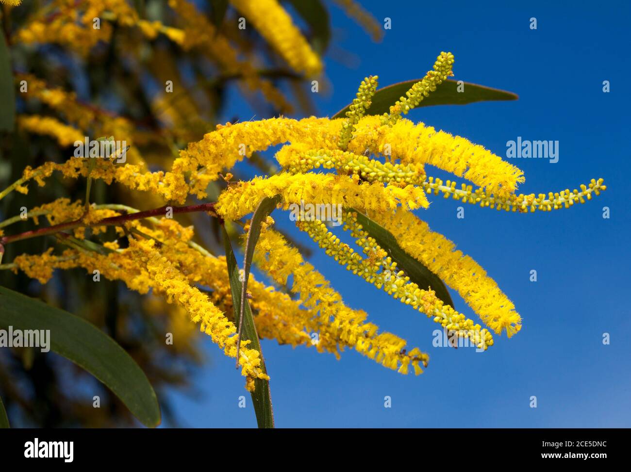 Cluster of long vivid yellow flowers of wattle tree, Acacia crassa subspecies longicoma, against background of blue sky in outback Australia Stock Photo