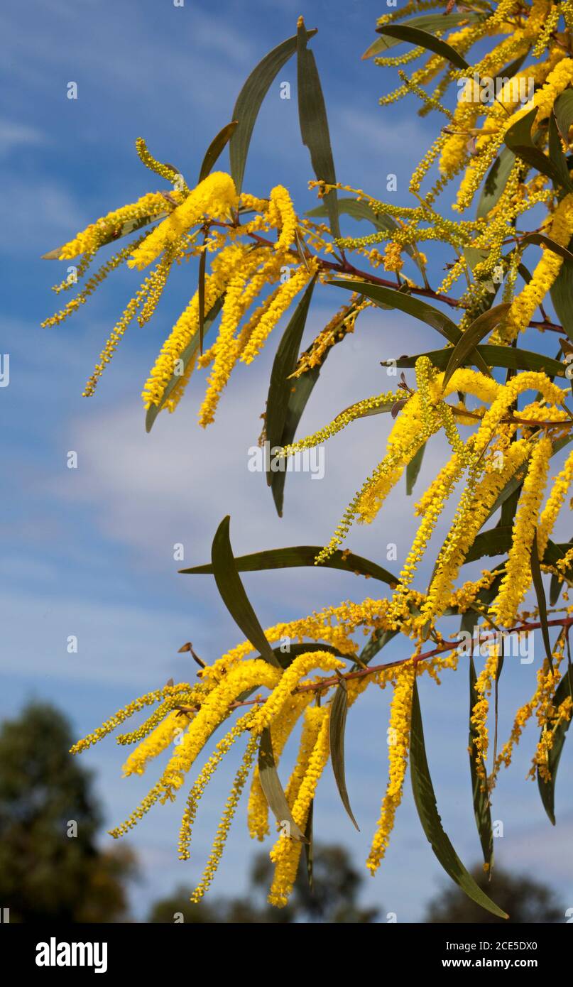 Cluster of long vivid yellow flowers of wattle tree, Acacia crassa subspecies longicoma, against background of blue sky in outback Australia Stock Photo
