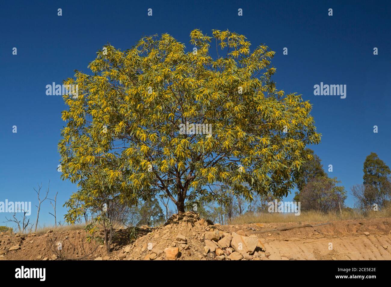 Wattle tree, Acacia crassa subspecies longicoma, covered with long vivid yellow flowers, against background of blue sky in outback Australia Stock Photo
