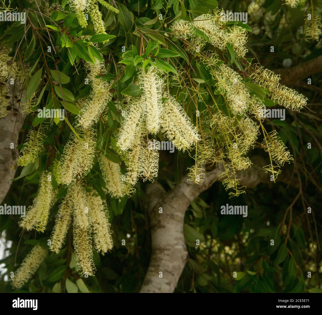 Cluster of creamy white perfumed flowers  and dark green foliage of Buckinghamia celsissima - Ivory Curl Flower, Australian native tree Stock Photo