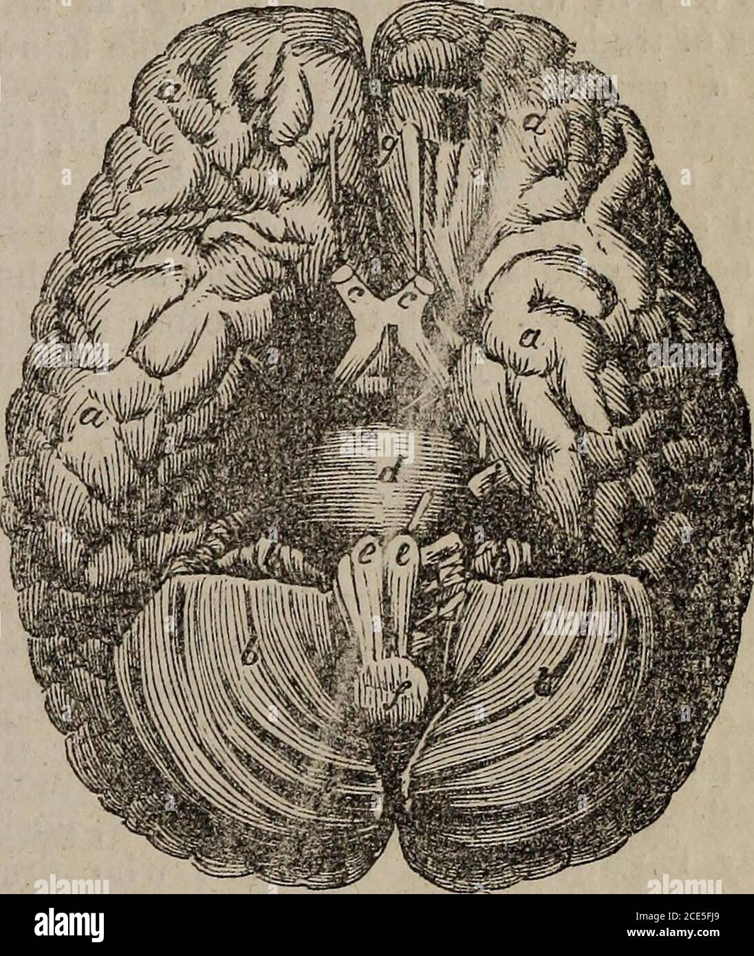 . The people's medical journal, and home doctor : a monthly journal, devoted to the dissemmination of popular information on anatomy, physiology, the laws of health, and the cure of disease . a is the deep cleft or fissure which divides a a are convolutions,—b b are the two halves the brain into two halves,—-b b are the con- of the cerebellum, or little brain,—c c are the volutions of the brain. t Optic Nerves—e e part of the Medulla Oblongata, g the Olfactory Nerve. Stock Photo