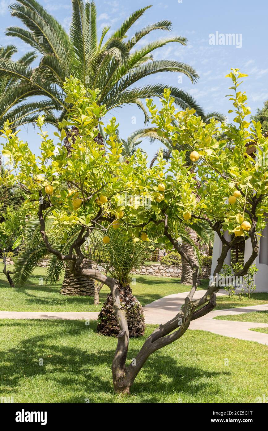 Lemon tree with large tropical fruit Cedar lemon in front of a palm tree Stock Photo