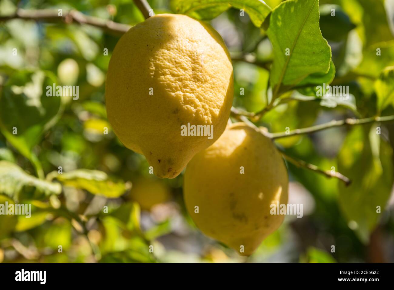 big tetrahedron lemon on a tree Stock Photo