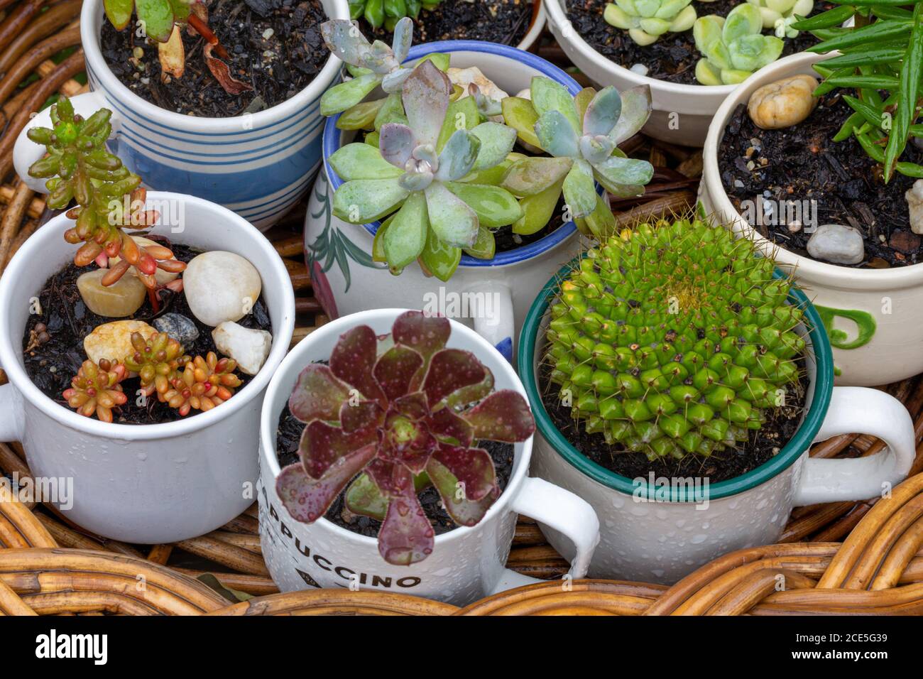 Close up of cups, jug and mugs used as pots succulent plants on wicker