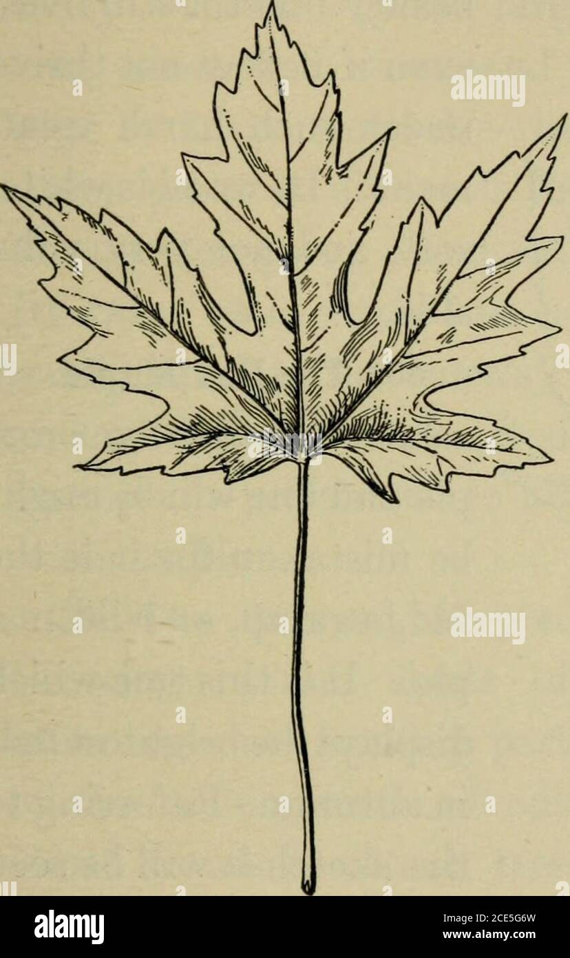 Elementary Woodworking Sugar Maple Norway Maple Fig 90 Norway Has Sharp Points Which Are More Numerous And The Leaf Is Much Thinner And More Delicate The Sugar Maple Grows Taller And