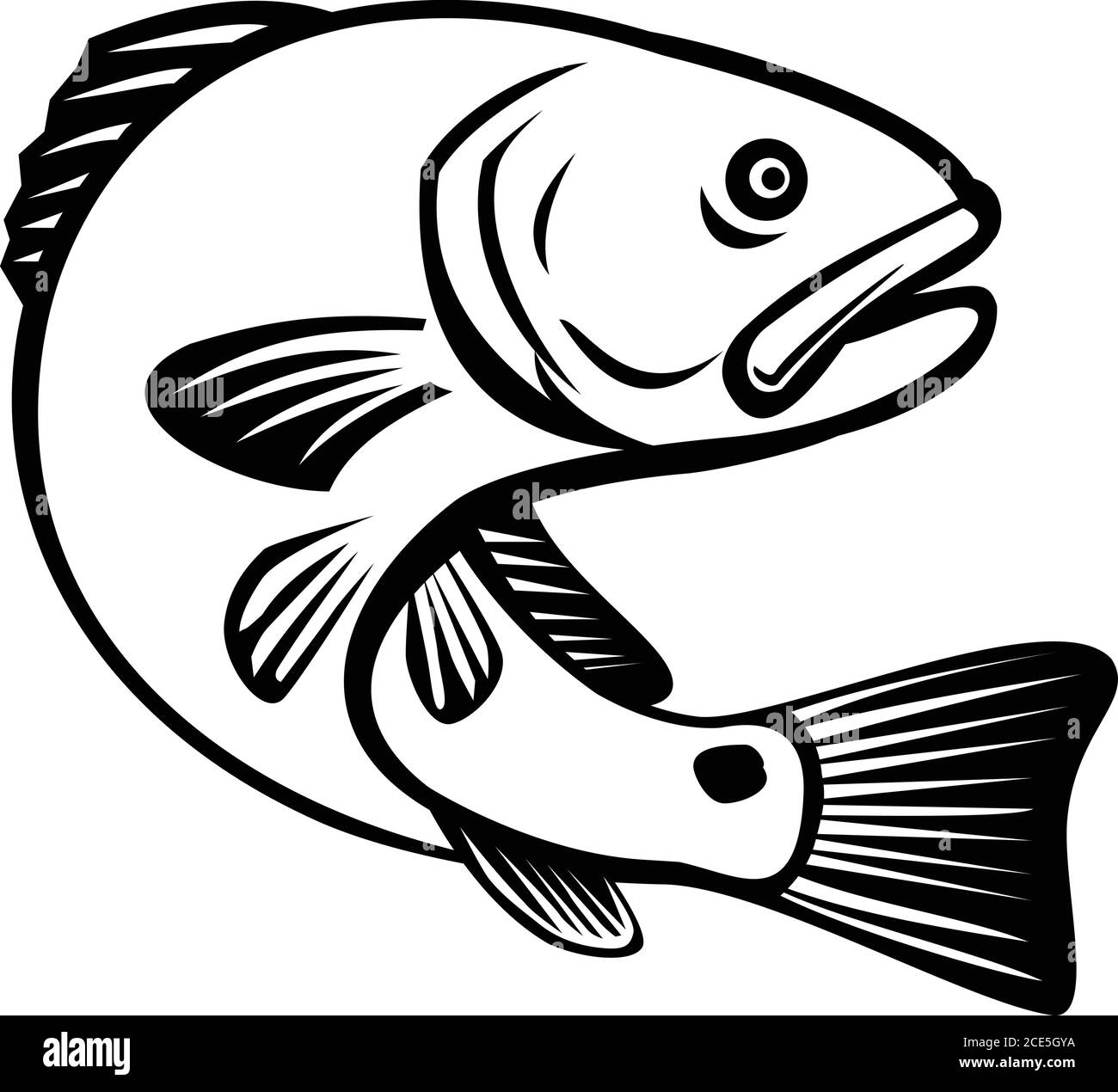 Illustration of a red drum, redfish, channel bass, puppy drum or spottail bass, a game fish found in the Atlantic Ocean from Florida to northern Mexic Stock Vector