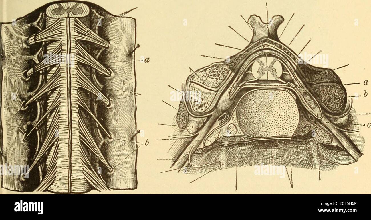 . Diseases of the nervous system . Fia. 39.—From the Anterior Horn of