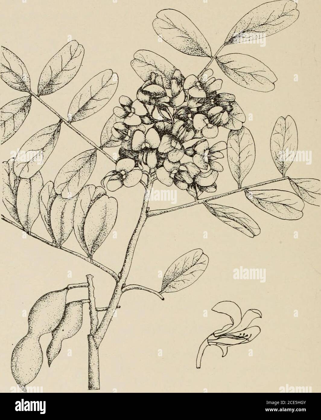 . Trees of Texas; an illustrated manual of the native and introduced trees of the state . with an odd leaflet at the end 1. Eysenhardtla. Leaves without an odd leaflet at the end. Pods constricted between the seeds 2. Sophora. Pods not constricted between the seeds. Branches with thorns, pods winged on the margin 3. Robinia. Branches without thorns, pods not winged 4. Coursetia. EYSENHARDTIA H. B. K. 1. Eysenhardtla orthocarpa S. AVatson. A small tree orshrub with tliin, gray, scaly ])ark and reddish brown twigs.Leaves ecjually pinnate, leaflets 10-2-i i)airs. Flowers white indense many flower Stock Photo