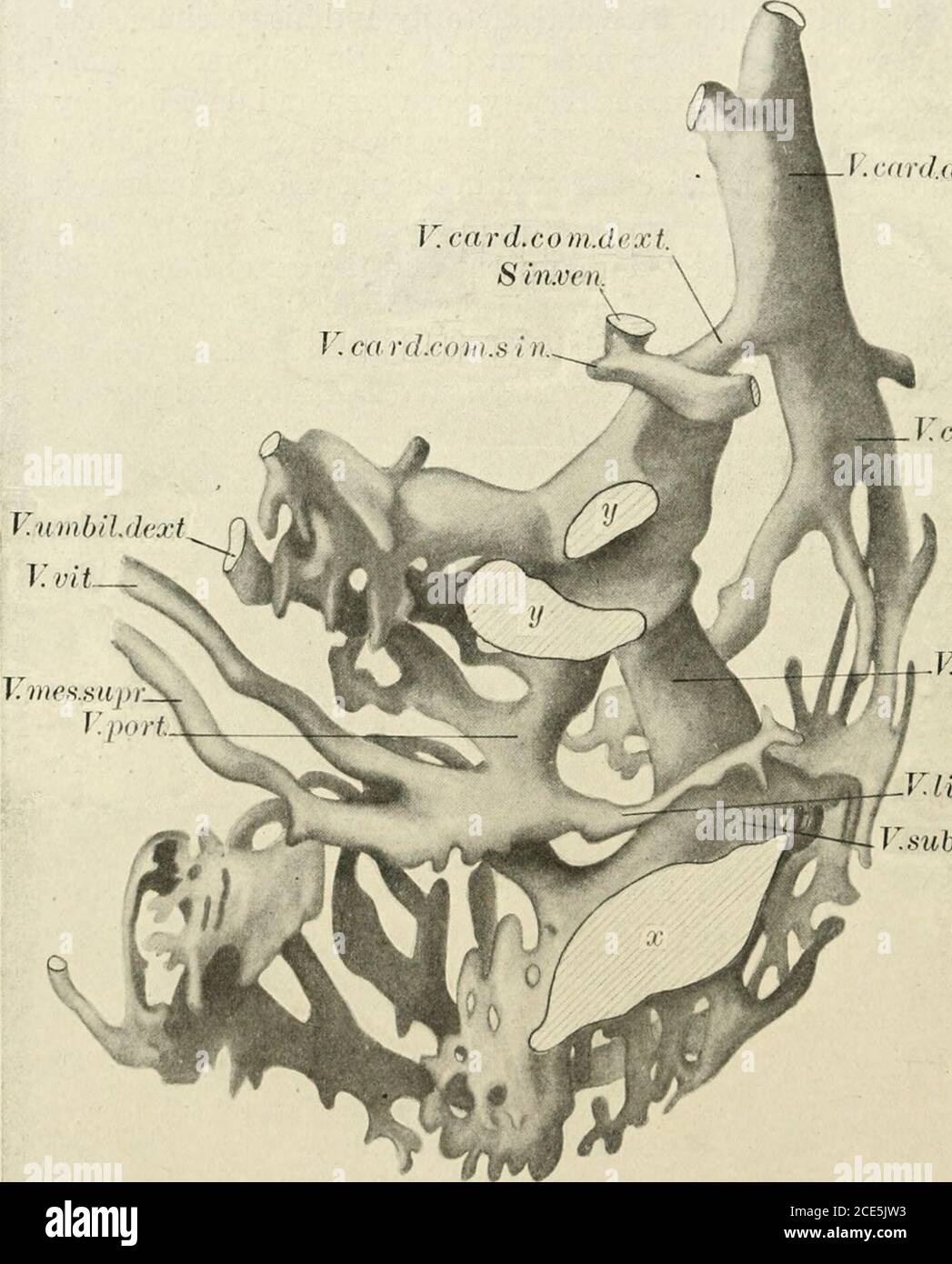 The American journal of anatomy . reland, vol. 30, p. II,November 