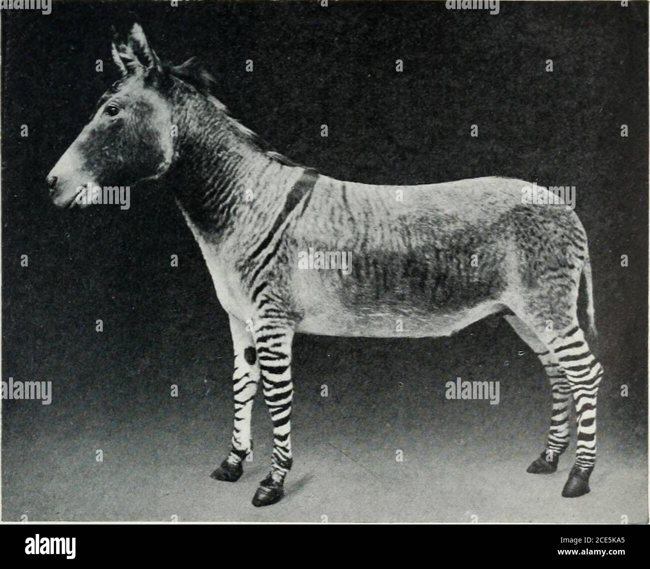 The horse and its relatives . Fig. 2. Fig. I. Hybrid Bontequagga and Pony  Colt ( RomulusFig. 2. Hybrid Zebra and Onac:er. ) and Dam. MULES AND OTHER  HYBRIDS 235 as