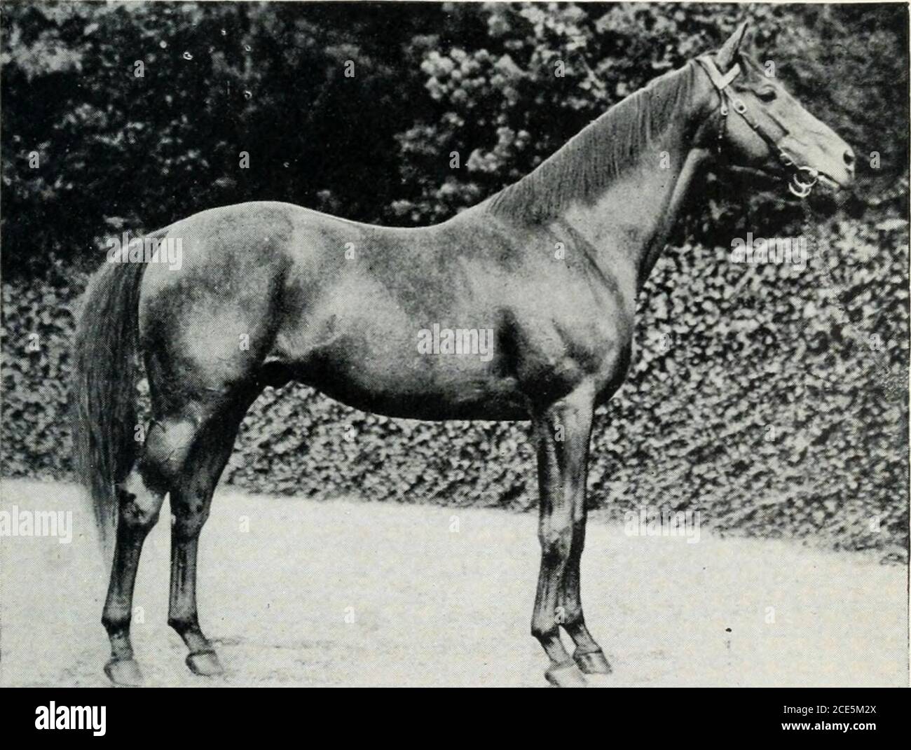 Stallion Fig . The horse and its relatives . Fk;. 2. Fig. I. The Darley Aralnan. Fig ...