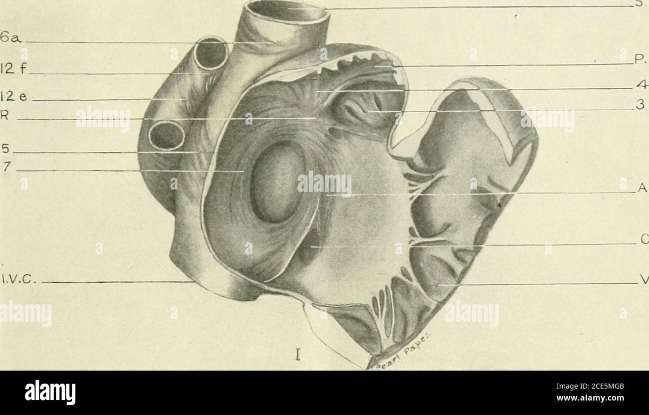 . The American journal of anatomy . alseptum of a human heart. The ...